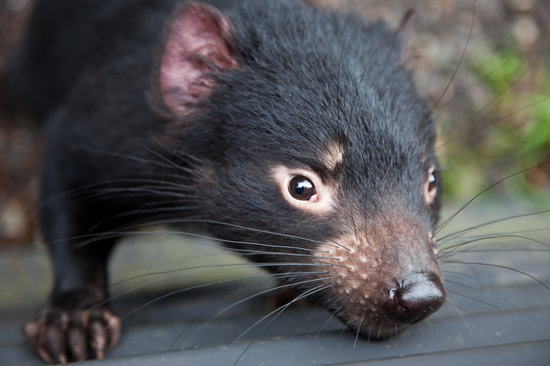 Tazmanian devil