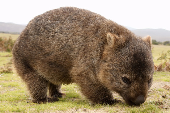 friendly wombat