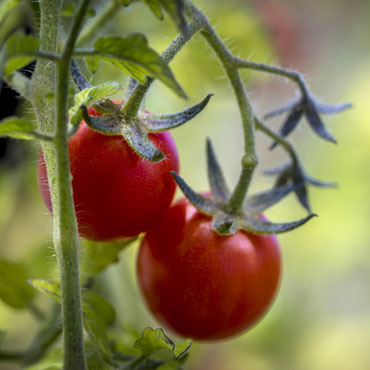 fresh-grown-tomatoes